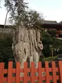 鶴岡八幡宮の写真_413463