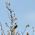 川棚のクスの森の写真_413497
