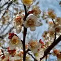 川棚のクスの森の写真_413500