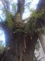 品川寺の写真_413611