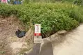 斎場御嶽の写真_413813
