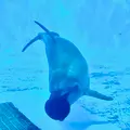 九十九島水族館海きららの写真_413939