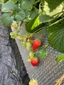 いちごはうす嘉山農園の写真_414160