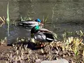 宝来公園の写真_414163