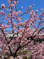 見光寺の写真_414352