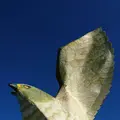 フナウサギバナタの写真_414432