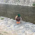 鴨川の写真_414483