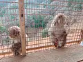 嵐山モンキーパークいわたやまの写真_414505