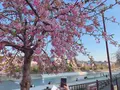 三条大橋の写真_414523