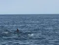 かづさイルカウオッチングの写真_414553