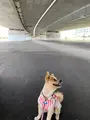 波の上うみそら公園の写真_415156