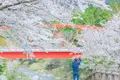 平屋大橋の写真_415426