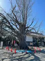 清浄光寺（遊行寺）の写真_415441
