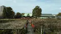 亀戸天神社の写真_416013