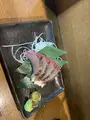 浜屋の写真_416177