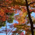 北野天満宮の写真_416254