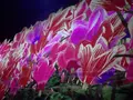 【閉業】森ビルデジタルアートミュージアム：エプソン チームラボボーダレス（MORI Building Digital Art Museum: EPSON teamLab Borderless）の写真_416302