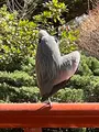 平塚八幡宮の写真_416521