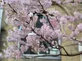 旧京都市立下京中学校成徳学舎の写真_416719