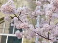 旧京都市立下京中学校成徳学舎の写真_416720