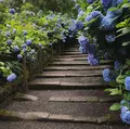 明月院（あじさい寺）の写真_416891