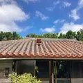 ふくぎの写真_417377