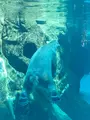よこはま動物園ズーラシアの写真_417730