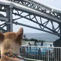 海洋博公園の写真_417870