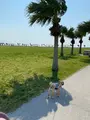 豊崎海浜公園 美らSUNビーチの写真_417942