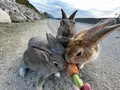 長浦毒ガス貯蔵庫跡の写真_419035