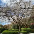 退蔵院の写真_419221