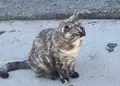 猫の細道の写真_419562