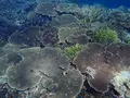 池間島ダイビングサービスの写真_419578