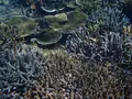 池間島ダイビングサービスの写真_419579