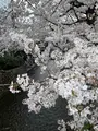高瀬川一之船入の写真_419938