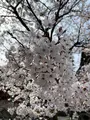 知恩院の写真_419969