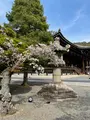 知恩院の写真_419973