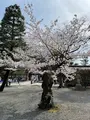 知恩院の写真_419975