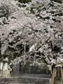 知恩院の写真_419984