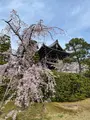 知恩院の写真_419989