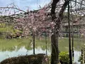 東神苑の写真_420021