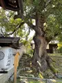 青蓮院門跡の写真_420120