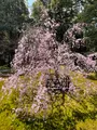 青蓮院門跡の写真_420121