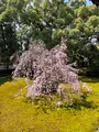 青蓮院門跡の写真_420126