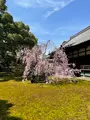 青蓮院門跡の写真_420152