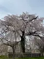 円山公園の写真_420195