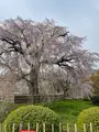円山公園の写真_420196