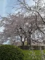 円山公園の写真_420198