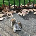 ハイド・パーク（Hyde Park）の写真_420344