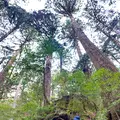 ウィルソン株の写真_420905